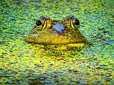 Bullfrog Face_DSCF05729